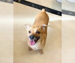 Small Chihuahua Mix
