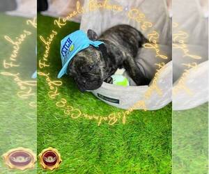 French Bulldog Puppy for sale in ATHENS, GA, USA