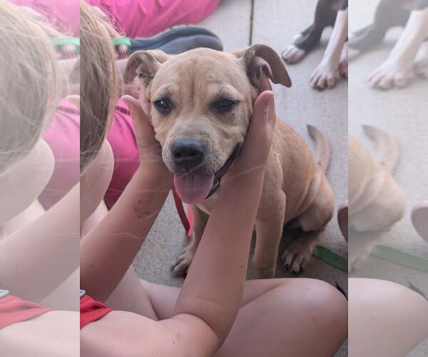 Medium Photo #8 Mutt Puppy For Sale in Holly Springs, NC, USA