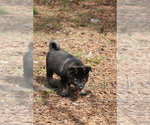 Small Photo #6 Norwegian Elkhound Puppy For Sale in PAGELAND, SC, USA