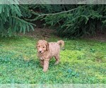 Puppy 4 Goldendoodle (Miniature)