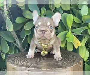 French Bulldog Puppy for sale in LEHIGH ACRES, FL, USA