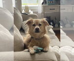 Small Australian Retriever