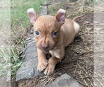 Small #1 Mutt