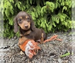 Small #2 Dachshund