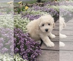 Small #6 Coton de Tulear-Poodle (Toy) Mix