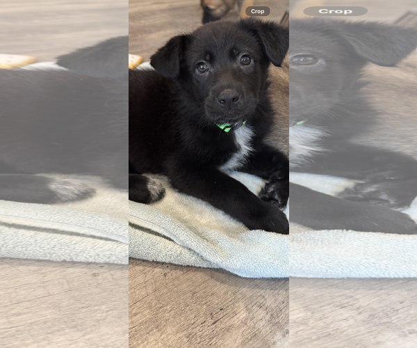 Medium Photo #1 Labrador Retriever-Unknown Mix Puppy For Sale in San Diego, CA, USA