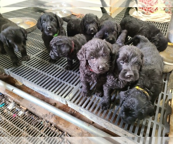 Medium Photo #21 Labradoodle Puppy For Sale in JACKSON, MN, USA
