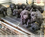 Small Photo #21 Labradoodle Puppy For Sale in JACKSON, MN, USA