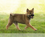 Small #25 Shiba Inu