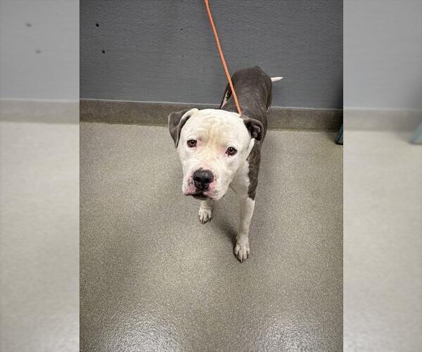 Medium Photo #1 Boxita Puppy For Sale in Las Vegas, NV, USA