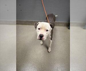 Boxita Dogs for adoption in Las Vegas, NV, USA