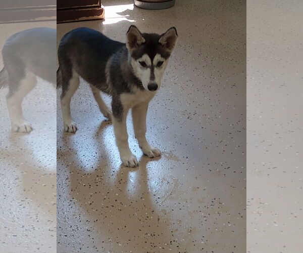 Medium Photo #2 - Mix Puppy For Sale in York, SC, USA