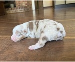 Puppy Pumpkin Australian Shepherd