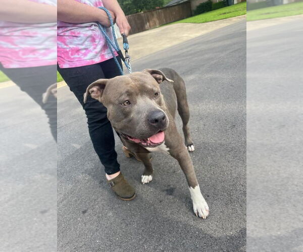 Medium Photo #3 American Pit Bull Terrier-Unknown Mix Puppy For Sale in Euless, TX, USA