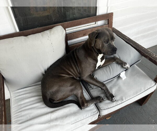 Medium Photo #2 American Pit Bull Terrier-Labrador Retriever Mix Puppy For Sale in Holly Springs, NC, USA