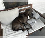 Small #1 American Pit Bull Terrier-Labrador Retriever Mix