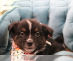 Small #32 Australian Shepherd