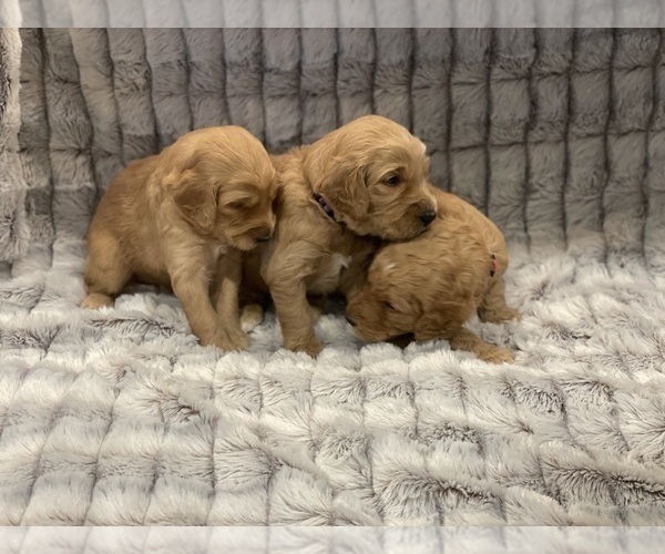 Medium Photo #22 Goldendoodle Puppy For Sale in SUGAR LAND, TX, USA