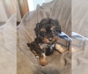 Cavapoo-Poodle (Toy) Mix Puppy for sale in CHARLES CITY, IA, USA