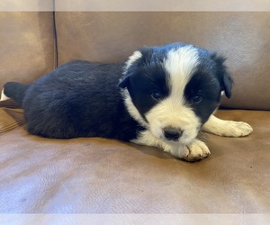 Border Collie Puppy for sale in HENRIETTA, TX, USA