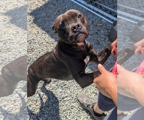 Medium Photo #2 Boxer-Unknown Mix Puppy For Sale in Thomasville, NC, USA