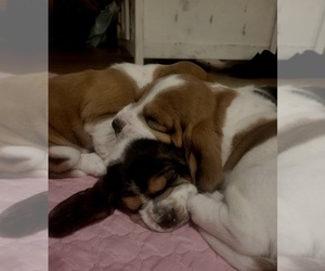 Basset Hound Puppy for sale in MILAN, IN, USA
