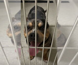American Pit Bull Terrier-Unknown Mix Dogs for adoption in Virginia Beach, VA, USA
