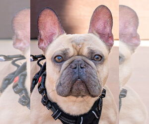French Bulldog Dogs for adoption in Lake Forest, CA, USA