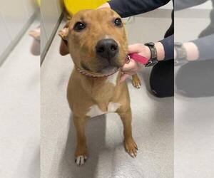 Mutt Dog for Adoption in Grasswood, Saskatchewan Canada