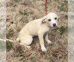 Small #2 Labrador Retriever Mix