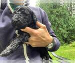 Small Photo #3 Labradoodle Puppy For Sale in ARLINGTON, WA, USA