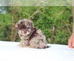 Small #5 ShihPoo