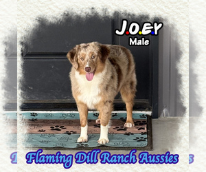Miniature Australian Shepherd Puppy for sale in FORESTBURG, TX, USA
