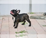 Small Photo #5 French Bulldog Puppy For Sale in Hollywood, FL, USA