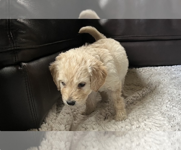 Medium Photo #18 Goldendoodle Puppy For Sale in VANCOUVER, WA, USA