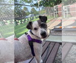 Small Jack Russell Terrier Mix