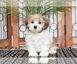 ShihPoo Puppy for sale in NAPLES, FL, USA