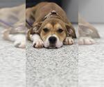 Small American Staffordshire Terrier-Labrador Retriever Mix