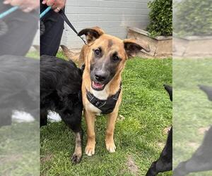 German Shepherd Dog-Unknown Mix Dogs for adoption in Stockton, CA, USA