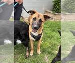 Small German Shepherd Dog Mix