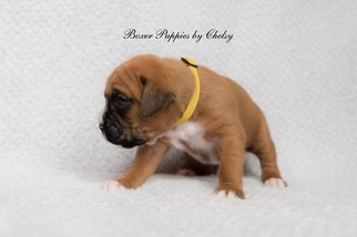 Boxer Puppy for sale in DUDLEY, NC, USA