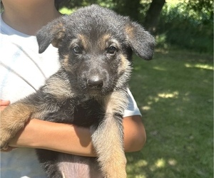 German Shepherd Dog Puppy for sale in WILMINGTON, IL, USA