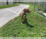 Small American Pit Bull Terrier