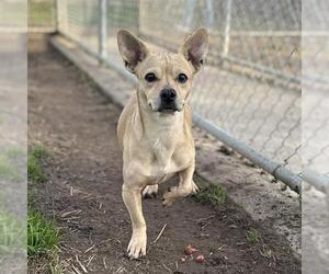 Chihuahua-Unknown Mix Dogs for adoption in Modesto, CA, USA