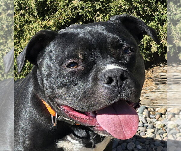 Medium Photo #1 American Staffordshire Terrier-Bulldog Mix Puppy For Sale in Albuquerque, NM, USA