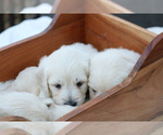 Small Photo #31 Goldendoodle Puppy For Sale in ROUGEMONT, NC, USA