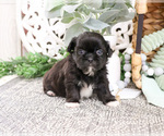 Small #6 Shih Tzu