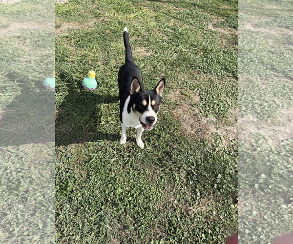 Medium Photo #3 American Staffordshire Terrier-Siberian Husky Mix Puppy For Sale in Rowlett, TX, USA