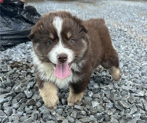 Medium Miniature Australian Shepherd